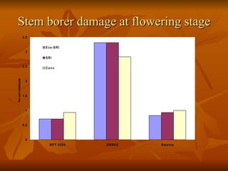 Stem borer damage at flowering stage 