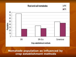 Nematode population as influenced by  crop establishment methods 