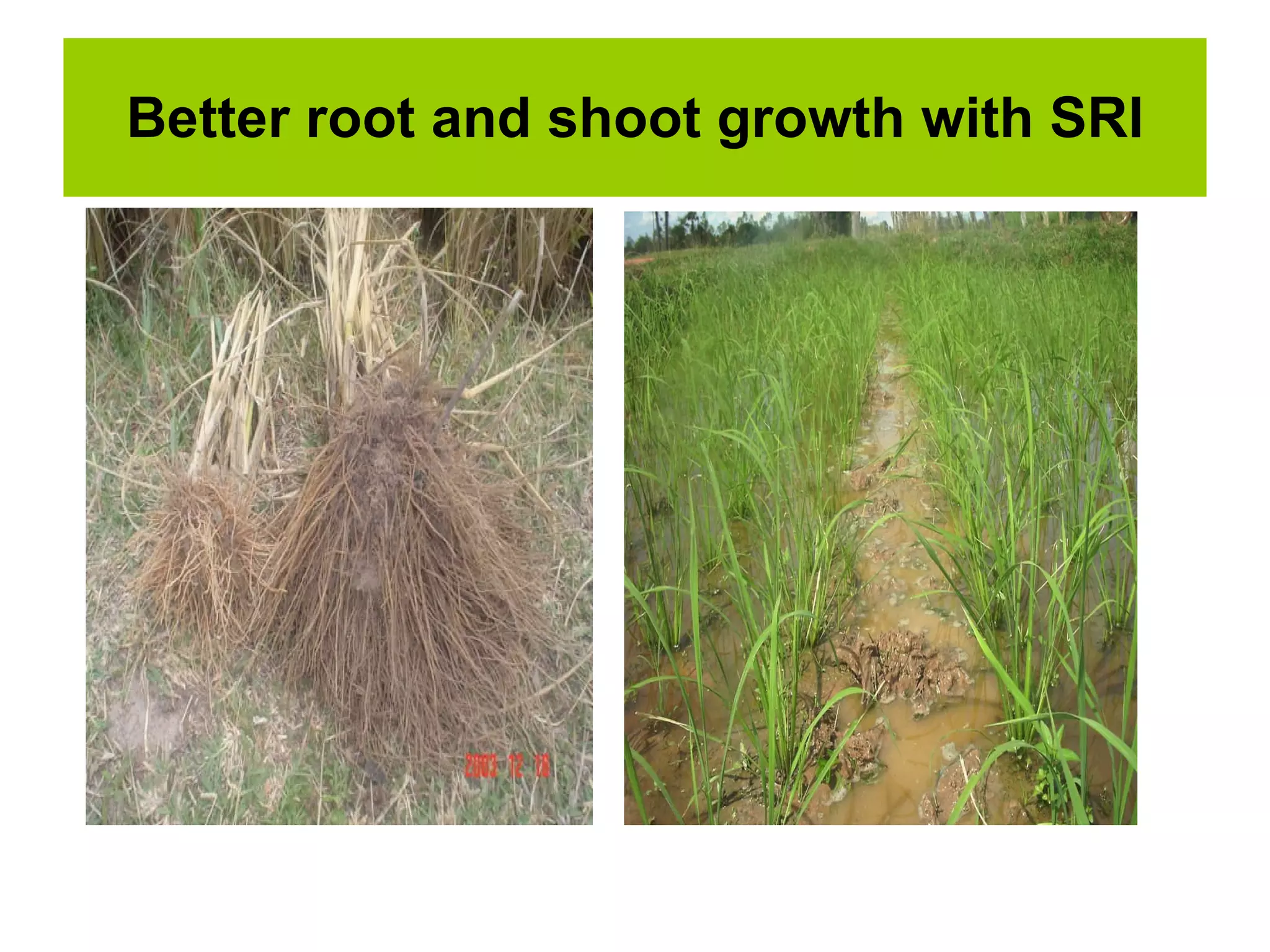 Better root and   shoot   growth with SRI 