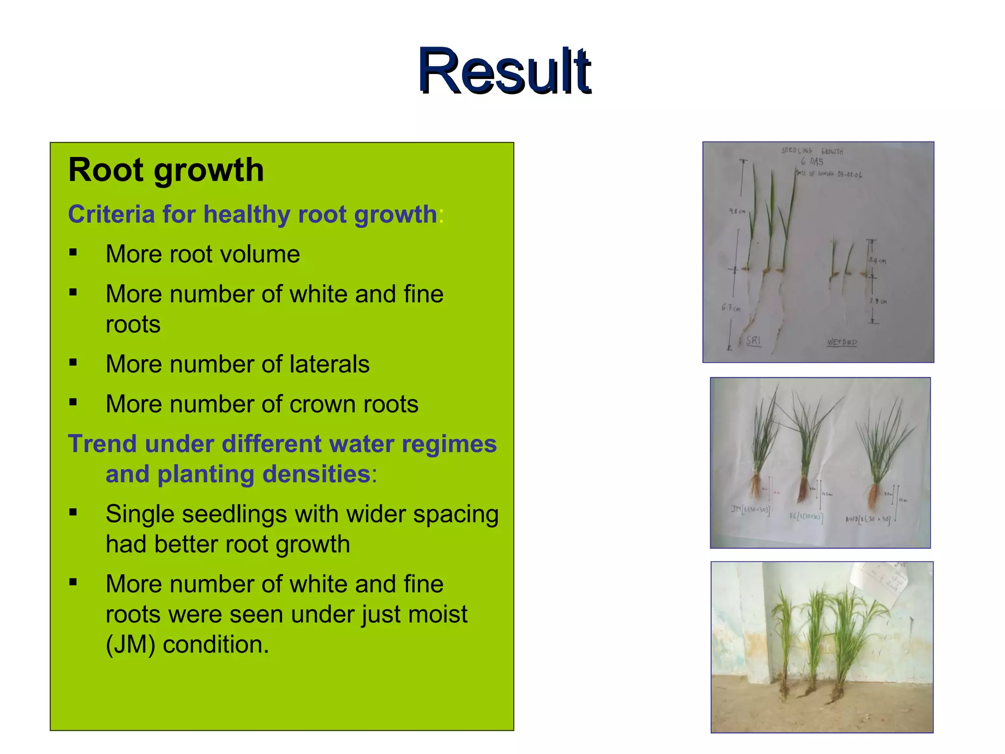 Result Root growth Criteria for healthy root growth : More root volume More number of white and fine roots More number of laterals More number of crown roots Trend   under different water regimes and planting densities : Single seedlings with wider spacing had better root growth More number of white and fine roots were seen under just moist (JM) condition. 