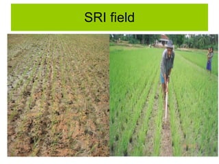 SRI field 