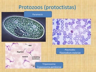 Protozoos (protoctistas)
Paramecio

Plasmodio:
Plasmodium malariae

Tripanosoma:
Trypanosoma gambiense

 