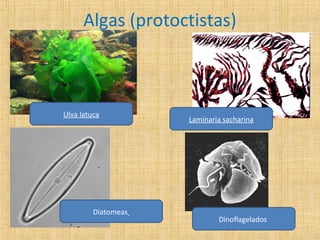 Algas (protoctistas)

Ulva latuca

Diatomeas

Laminaria sacharina

Dinoflagelados

 