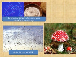 La levadura del pan, Saccharomyces
cerevisiae, es un hongo

Moho del pan, MUCOR.

 