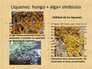 Líquenes: hongo + alga= simbiosis
Relación simbiótica
•

•

El hongo (heterótrofo) obtiene
alimento del alga (autótrofa)
(penetración del hongo en las
células de las algas (haustorios))
El alga obtiene protección frente a la
desecación y aumenta su capacidad
de absorción de nutrientes

Utilidad de los líquenes
•

•

•
•

El liquen del maná, que crece en el
Norte de África y en las Islas Canarias,
puede ser utilizado como alimento.
En el Polo Norte, renos y caribús se
alimentan de líquenes.
En la industria farmacéutica se
utilizan para obtener antibióticos,
vitamina C y colorantes, como el
tornasol.
En cosmética se utilizan para extraer
esencias y perfumes.
En la actualidad se utilizan como
indicadores de la contaminación. No
desarrollan en zonas contaminadas

 