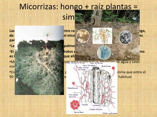 Micorrizas: hongo + raíz plantas =
simbiosis
Las micorrizas son la asociación entre raíces de una planta y el micelio de un hongo,
de forma que toda la extensión del micelio participa en la absorción de nutrientes
para la planta.
•La planta recibe del hongo principalmente nutrientes minerales y agua
•El hongo obtiene de la planta hidratos de carbono y vitaminas que él por sí mismo
es incapaz de sintetizar mientras que ella lo puede hacer gracias a la fotosíntesis
•Muchas plantas presentan micorrizas para aumentar la absorción de agua y sales
minerales del suelo.
•En la Naturaleza esta simbiosis se produce espontáneamente. Se estima que entre el
90 y el 95% de las plantas superiores presentan micorrizas de forma habitual.

 