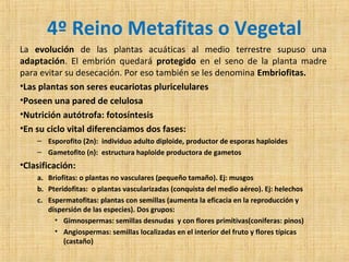 4º Reino Metafitas o Vegetal
La evolución de las plantas acuáticas al medio terrestre supuso una
adaptación. El embrión quedará protegido en el seno de la planta madre
para evitar su desecación. Por eso también se les denomina Embriofitas.
•Las plantas son seres eucariotas pluricelulares
•Poseen una pared de celulosa
•Nutrición autótrofa: fotosíntesis
•En su ciclo vital diferenciamos dos fases:
– Esporofito (2n): individuo adulto diploide, productor de esporas haploides
– Gametofito (n): estructura haploide productora de gametos

•Clasificación:
a. Briofitas: o plantas no vasculares (pequeño tamaño). Ej: musgos
b. Pteridofitas: o plantas vascularizadas (conquista del medio aéreo). Ej: helechos
c. Espermatofitas: plantas con semillas (aumenta la eficacia en la reproducción y
dispersión de las especies). Dos grupos:
• Gimnospermas: semillas desnudas y con flores primitivas(coniferas: pinos)
• Angiospermas: semillas localizadas en el interior del fruto y flores típicas
(castaño)

 