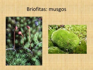 Briofitas: musgos

 