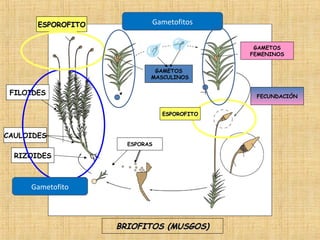 ESPOROFITO

Gametofitos
GAMETOS
FEMENINOS
GAMETOS
MASCULINOS

FILOIDES

FECUNDACIÓN
ESPOROFITO

CAULOIDES
ESPORAS

RIZOIDES

Gametofito

BRIOFITOS (MUSGOS)

 