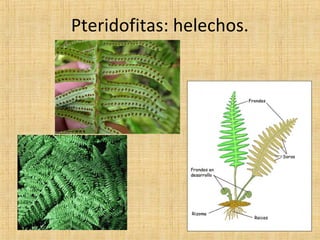 Pteridofitas: helechos.

 