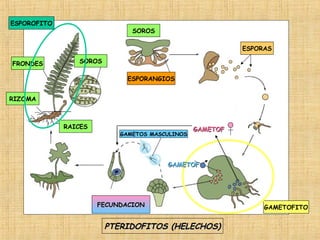 ESPOROFITO

SOROS
ESPORAS

FRONDES

SOROS
ESPORANGIOS

RIZOMA

RAICES

GAMETOS MASCULINOS

GAMETOF

GAMETOF

FECUNDACION

PTERIDOFITOS (HELECHOS)

GAMETOFITO

 