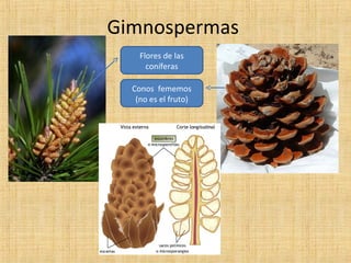 Gimnospermas
Flores de las
coníferas
Conos fememos
(no es el fruto)

 