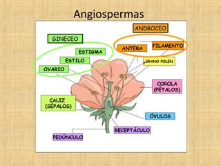 Angiospermas
ANDROCEO
GINECEO
ESTIGMA
ESTILO

FILAMENTO

ANTERA

GRANO POLEN

OVARIO
COROLA
(PÉTALOS)
CALIZ
(SÉPALOS)
ÓVULOS
RECEPTÁCULO
PEDÚNCULO

 