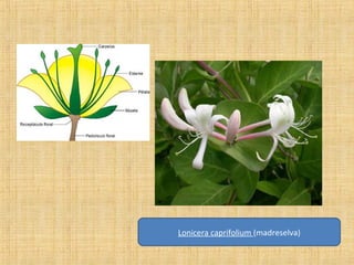 Lonicera caprifolium (madreselva)

 