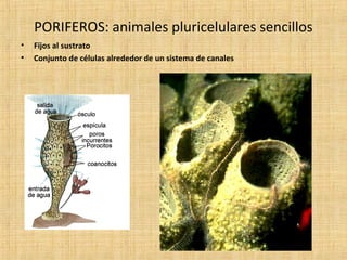 PORIFEROS: animales pluricelulares sencillos
•
•

Fijos al sustrato
Conjunto de células alrededor de un sistema de canales

 