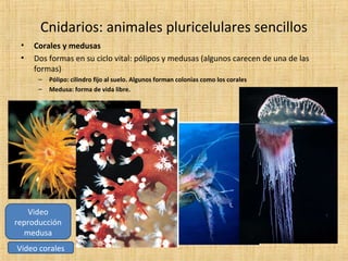 Cnidarios: animales pluricelulares sencillos
•
•

Corales y medusas
Dos formas en su ciclo vital: pólipos y medusas (algunos carecen de una de las
formas)
–
–

Pólipo: cilindro fijo al suelo. Algunos forman colonias como los corales
Medusa: forma de vida libre.

Video
reproducción
medusa
Video corales

 