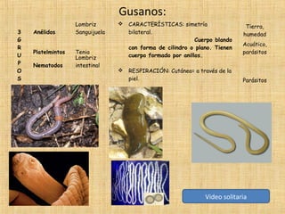 Gusanos:
3
G
R
U
P
O
S

Anélidos
Platelmintos
Nematodos

Lombriz
Sanguijuela
Tenia
Lombriz
intestinal





CARACTERÍSTICAS: simetría
bilateral.
Cuerpo blando
con forma de cilindro o plano. Tienen
cuerpo formado por anillos.
RESPIRACIÓN: Cutánea= a través de la
piel.

Tierra,
humedad
Acuático,
parásitos

Parásitos

Video solitaria

 