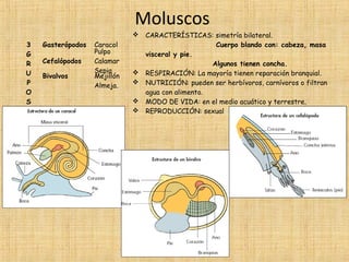 Moluscos

3
G
R
U
P
O
S

Gasterópodos
Cefalópodos
Bivalvos

Caracol
Pulpo
Calamar
Sepia
Mejillón
Almeja.






CARACTERÍSTICAS: simetría bilateral.
Cuerpo blando con: cabeza, masa
visceral y pie.
Algunos tienen concha.
RESPIRACIÓN: La mayoría tienen reparación branquial.
NUTRICIÓN: pueden ser herbívoros, carnívoros o filtran
agua con alimento.
MODO DE VIDA: en el medio acuático y terrestre.
REPRODUCCIÓN: sexual

 