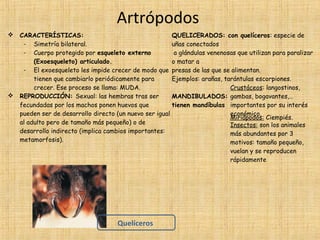 Artrópodos




CARACTERÍSTICAS:
QUELICERADOS: con quelíceros: especie de
- Simetría bilateral.
uñas conectados
- Cuerpo protegido por esqueleto externo
a glándulas venenosas que utilizan para paralizar
(Exoesqueleto) articulado.
o matar a
- El exoesqueleto les impide crecer de modo que presas de las que se alimentan.
tienen que cambiarlo periódicamente para
Ejemplos: arañas, tarántulas escorpiones.
crecer. Ese proceso se llama: MUDA.
Crustáceos: langostinos,
REPRODUCCIÓN: Sexual: las hembras tras ser
MANDIBULADOS: gambas, bogavantes,…
fecundadas por los machos ponen huevos que
tienen mandíbulas importantes por su interés
pueden ser de desarrollo directo (un nuevo ser igual
económico.
Miriápodos: Ciempiés.
al adulto pero de tamaño más pequeño) o de
Insectos: son los animales
desarrollo indirecto (implica cambios importantes:
más abundantes por 3
metamorfosis).
motivos: tamaño pequeño,
vuelan y se reproducen
rápidamente

Quelíceros

 