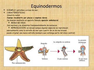 Equinodermos



-

EJEMPLO: estrellas y erizos de mar.
CARACTERÍSTICAS:
Simetría radial
Cuerpo recubierto por placas o espinas duras.
Se mueven mediante un aparato llamado aparato ambulacral.
 MODO DE VIDA:
Son marinos y se alimentan fundamentalmente de moluscos.
 REPRODUCCIÓN: es sexual aunque algunas especies se reproducen
asexualmente como la estrella de mar que a partir de un de sus brazas
puede originar una nueva estrella (siempre que contenga parte del disco central)

 