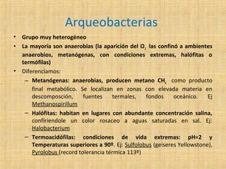 Arqueobacterias
•
•

•

Grupo muy heterogéneo
La mayoría son anaerobias (la aparición del O 2 las confinó a ambientes
anaerobios, metanógenas, con condiciones extremas, halófitas o
termófilas)
Diferenciamos:
– Metanógenas: anaerobias, producen metano CH 4 como producto
final metabólico. Se localizan en zonas con elevada materia en
descomposción,
fuentes
termales,
fondos
oceánico.
Ej
Methanospirillum
– Halófitas: habitan en lugares con abundante concentración salina,
confiriendole un color rosaceo a aguas saturadas en sal. Ej:
Halobacterium
– Termoacidófilas: condiciones de vida extremas: pH=2 y
Temperaturas superiores a 90º. Ej: Sulfolobus (geiseres Yellowstone),
Pyrolobus (record tolerancia térmica 113º)

 