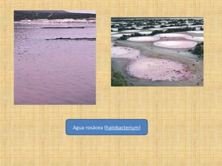 Agua rosácea (halobacterium)

 