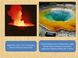 Hottest living

Organisms: 235 F (113 C) Pyrolobus
fumarii (Volcano Island, Italy)

Fuente hidrotermal en Yellowstone, lugar
donde fueron aislados los primeros
organismos hipertermófilos por T. Brock

 