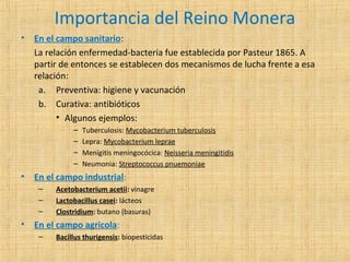 Importancia del Reino Monera
•

En el campo sanitario:
La relación enfermedad-bacteria fue establecida por Pasteur 1865. A
partir de entonces se establecen dos mecanismos de lucha frente a esa
relación:
a. Preventiva: higiene y vacunación
b. Curativa: antibióticos
• Algunos ejemplos:
–
–
–
–

•

En el campo industrial:
–
–
–

•

Tuberculosis: Mycobacterium tuberculosis
Lepra: Mycobacterium leprae
Menigitis meningocócica: Neisseria meningitidis
Neumonia: Streptococcus pnuemoniae

Acetobacterium acetii: vinagre
Lactobacillus casei: lácteos
Clostridium: butano (basuras)

En el campo agricola:
–

Bacillus thurigensis: biopesticidas

 