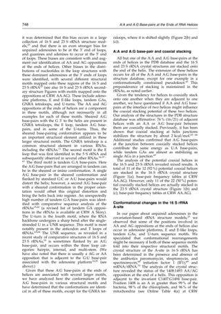 it was determined that this bias occurs in a large
collection of 16 S and 23 S rRNA structure mod-
els,25
and that there is an even stronger bias for
unpaired adenosines to be at the 3H
end of loops,
and guanines and adenines to occur at the 5H
end
of loops. These biases are consistent with and aug-
ment our identi®cation of AA and AG oppositions
at the ends of helices. Other biases in the distri-
butions of nucleotides in the loop structures with
these dominant adenosines at the 3H
ends of loops
were identi®ed, with several different structural
motifs mapped onto these regions of the 16 S and
23 S rRNA25
(see also 16 S and 23 S rRNA second-
ary structure Figures with motifs mapped onto the
oppositions at CRW AA.AG). These include adeno-
sine platforms, E and E-like loops, tandem GAs,
GNRA tetraloops, and U-turns. The AA and AG
oppositions at the ends of helices are a component
in these motifs, although not necessarily in all
examples for each of these motifs. Sheared A:G
base-pairs with the G 3H
to the helix are present in
GNRA tetraloops, the E loop, tandem A:G base-
pairs, and in some of the U-turns. Thus, the
sheared base-pairing conformation appears to be
an important structural element utilized in these
larger structural motifs. The GNRA tetraloop is a
common structural element in various RNAs,
including the rRNAs.11
The second motif is the E
loop that was ®rst identi®ed in the 5 S rRNA and
subsequently observed in several other RNAs.16,57 ±
61
The third motif is tandem G:A base-pairs. Here
the A:G base-pairs that are arranged in tandem can
be in the sheared or imino conformation. A single
A:G base-pair in the sheared conformation and
¯anked by standard G:C or A:U base-pairs would
distort the helix; however, a second A:G base-pair
with a sheared conformation in the proper orien-
tation would offset this original distortion and
bring the helix back into register. An unexpectedly
high number of tandem G:A base-pairs was ident-
i®ed with comparative sequence analysis of the
rRNAs15,62
(a revised list of tandem GA opposi-
tions in the rRNAs is available at CRW A Story).
The U-turn is the fourth motif, where the RNA
backbone undergoes a sharp bend after the single-
stranded U in a UNR sequence. This motif is most
notably present in the anticodon and T loops of
tRNAs.63,64
The UNR sequence, as revealed in a
recent study of comparative structures of 16 S and
23 S rRNAs,18
is sometimes ¯anked by an A:G
base-pair, and occurs within the three loop cat-
egories: hairpin, internal, and multi-stem. (We
have also noted that there is usually a AG or AA
opposition that is adjacent to the G:U base-pair
associated with the adenosine platform14,25
(see
above).)
Given that these A:G base-pairs at the ends of
helices are associated with several larger motifs,
we have analyzed here the conformation of the
A:G base-pairs in various structural motifs and
have determined that the conformations are identi-
cal in all of these motifs, except for the GNRA tet-
raloops, where it is shifted slightly (Figure 2(b) and
(c)).
A:A and A:G base-pair and coaxial stacking
All but one of the A:A and A:G base-pairs at the
ends of helices in the PDB database and the 16 S
and 23 S rRNA crystal structures are stacked onto
the end of the helix. The extension of these helices
occurs for all of the A:A and A:G base-pairs in the
structure database, except for one example in a
conformationally constrained pseudoknot.45
This
preponderance of stacking is maintained in the
rRNAs, as noted earlier.
Given the tendency for helices to coaxially stack
onto one another when they are adjacent to one
another, we have questioned if A:A and A:G base-
pairs at the interface of two helices might in¯uence
the coaxial stacking potential of these two helices.
Our analysis of the structures in the PDB structure
database was af®rmative: 76 % (16/21) of adjacent
helices with an A:A or A:G base-pair between
them are coaxially stacked. Previously, it has been
shown that coaxial stacking at helix junctions
stabilizes the structure by about 2 kcal/mol.65± 66
Additional studies con®rmed that A:G base-pairs
at the junction between coaxially stacked helices
contribute the same energy as U:A base-pairs,
while tandem GAs are almost as stabilizing as
single AGs in a junction.67
The analysis of the potential coaxial helices in
the 16 S and 23 S rRNA revealed mixed results. A
total of 11 of the 12 (92 %) potential coaxial helices
are stacked in the 16 S rRNA crystal structure
(Figure 1(a); base-pair frequency tables at CRW
AA.AG). However, only 11 of the 22 (50 %) poten-
tial coaxially stacked helices are actually stacked in
the 23 S rRNA crystal structure (Figure 1(b) and
(c); base-pair frequency tables at CRW AA.AG).
Conformational changes in the 16 S rRNA
A-site
In our paper about unpaired adenosines in the
covariation-based rRNA structure models,25
we
observed that some of the positions involved in
AA and AG oppositions at the ends of helices also
occur in adenosine platforms, E and E-like loops,
tandem GAs, and U-turn sequence motifs. We
speculated that conformational rearrangements
might be necessary if both of these sequence motifs
fold into their respective structural motifs. The
crystal structure of the A-site in 16 S rRNA has
been determined in the presence and absence of
the antibiotics paromomycin, streptomycin, and
spectinomycin,68
initiation factor 1 (IF1),69
and
mRNA/tRNA.70
The analysis of the crystal struc-
ture revealed the status of the 1408:1493 AA/AG
opposition at the end of a helix. This opposition is
adjacent to the invariant C1407:G1494 base-pair.
Position 1408 is an A in greater than 99 % of the
bacteria, 98 % of the chloroplasts, and 96 % of the
mitochondria (see Online Table 4(a) at CRW
748 A:A and A:G Base-pairs at the Ends of RNA Helices
 