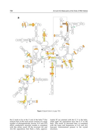 the G tends to be at the 3H
end of the helix.28
Our
analysis here of the most recent versions of a large
number of phylogenetically diverse 16 S and 23 S
rRNA comparative structure models is consistent
with this earlier result. Of the invariant AG and
AA/AG oppositions that ¯ank a helix, approxi-
mately 87 are oriented with the G 3H
to the helix,
while eight AG oppositions have the G 5H
to the
helix. This result, as discussed later, is consistent
with the types and frequencies of A:A and A:G
base-pair conformations present in the crystal
structures.
10
50
100
150
200
250
300
350
400
450
500
550
600
650
700
750
800
850
900
950
1000
1050
1100
1150
1200
1250
1300
1350
1400
1450
1500
5’
3’
I
II
III
*
*
* *
*
*
*
*
*
*
**
*
*
*
*
* *
*
*
*
a
A
A
A
U
U
G
A
A
G A G U U
U G
A
UCAUGGCUCAG
A
U
U
GA
A
C
G
C
U
GG
C
G
G
C
A
G
G
C
C
UA
AC
A
C A
U
G
C
A
A
G U C
G A
A C G G U
A A
C A G G A A G A A G C
U
U
GCUUCUUU
G
CUGAC
G
AGUGGC
G
G
A
CGG
G
U
G
A
G
U
A
A
UG
U
C
U
G
G
G
A
A
A
C
U
G
C
C
U
G
A
U
G
G
A G G G G
G A U A
A C U A C U G G
A
A
ACGGUAGC
U
AAU
A
CCGC
A
U
A
A
C
G
U
C
G
CA
A
G
A
C
C
A
A
A
GAGGGG
GA
CCU
U
C
G G G C C U C U U G
C
C
A
U
C
G
G
A
U
G
U
G
C
C
C
A
G
A
UG
G
G
A
UU
A
G
C
U
A
GU
A
G
G
U
G
G
G
G
UA
A
C
G
G C
U
C
A
C
C
U
A
G
G
C
G
A
C
G A
U
C
C
C
U
A
GCUG
GUCU
G
A
G A
GGA U
G A
C
C A GC C
A
C
A
CUGGAA
CUG
A
G
A
CA C G
G U C C A G
A
C
U
C
C
U
A
C G
G
G
A
G
G C A G
C
A
G
U
G
G
G
G
A
A
U
AU
U
GCA
CAA
UGGGCG
C
A
A G C C U G A U G C A GC
C
A U
G
C
C
G
CGUGUAU
G
AAGA
A
GGCCU
U
C
G G G U U
G
U A A
A
G U A C
U
U
U
C
A
G
C
G
G
GG
A
G
GAA
G
G
G
A
G
U
A
A
A
GU
U
A
A U A
C
C
U
U
U
G
C
U
CA U
U
G
A
C G U
U
A
C
C
C
G
C
A
G
A
A
G
A
AG
C
A
C
CGGC
UA A C
U
C
C
G
ψ
G
C
C
A
G
C
A
G C C
G
C G
G
U
A
A
U
AC
G
G
A
G
G
G
U
G
C
A
A
G
C
G
U
U
A
A
U
C
G
G
A
A
U
U
A
C
U
G G
G
C
GU
A
A
A
G
C
G
C
A
CG
CA
G
G
C
GGUUUGUU
A
AGUCAGAUGUG
A
AA
U
CCCCGGGCU
C
A A C C U G G G A
A C
U G C A U C U G A
U A
C U G G C A A G C
U
U
G
A
G
U
C
U
C
G
U
A
G
A
G
G
G
G
G
G
U
AGAAUUCCAGGU
GUA
GCGGU
G
A
A A U G C
G
U
A G
A
G
A U C U G G A G G A A U
A
C C
G
G
U G
G C G
A
A
GGCG
G
C
C
C
C
C
U
G
G
A
C
G
A
A
G
A
C
U
G
A
C
G
C
U
C
A
G
G
U
G
C
G
A
A
A
G
C
G
U
G
GG
G
A G
C
A
A
A
C
A
G
G
A
U
U
A G A
U
A
C
C
C
U
G
G
U
A
G
U
C
C
A
C
G
C C G U
A
A
A
C
G
AU
G U C G A C U U G
G
A
G
G
U
U
G
U
G
C
C
C U U
G
A
G
G
C
G
U
G
G
C
U
U
C
CG
G
A
G
C
U
A
AC
G
CGU
U
A
A
GUCGAC
C
G
C
C
U
G G G
G
A
G U
A
C
G G C C G
C
A
AGGUU
AAAA
CUC
A
A A
U G A A U U G A C G
G
G G G C C C G
C
A C A A G
C
G
G
U
G
G
A
G
C
A
U
G
U
G
G
UU
UAAU
U
C
G
A
UGC
A
A
C
G C
G
A
A
G
A
A
C C U U
A
C
C
U
G
G
U
CU
U
GA
C
A
U
C
C
A
C
G
GAAGUUUUCAG
A
G
A U G A G A A U G
U
G
C
C
U
U C
G
G
G
A
A
C
C
G
U
GA
G
A
C A
G
G
U
G
C
U
GC
A U
G
G
C
U
G
U
C
G
U
C
A
GCUCGUG
U
U
G
UG
A
A
A
U
G
U
U
G
G
G
U
U
A A
G
U
C
C
C
G C
A
A C G A G C
G
C A A
C
C C U U A U C C U U U G U U G C C
A G
C G G U C
C
G
GCCGGG
AACU
CAAAGGA
G
A
C
U
G
C
C
A
G
U
G
AUA
A
A
C
U
G
G
A
G
G
A
A
G
G
UGGGGA
U
G
A
C
G
U
C
A
A
G
U C
A
UC
A
U
G
G
C
C
C
U
U
A
CG
A
C
C
A
G
G
G
C
U
A
C
A
C
A
C
G
U
G
C
U
A
C A A
U G
G
C
G
C
A
U
A
C
A A A G
A
G
A
A G
C
G
A C C
U
C
G C
G
A
G
A
G
C
AA
G
C
G
G
AC
C
U
C
A
U
AAAG
U
G
C
G
U
C
G
U
A
G
U
C
C
G
G
A
U
U
G
G
A
G
U
C
U
G
C
AAC
U
C
G
A
C
U
C
C
A
U
G
A
A
GU
C
G
G
A
A
U
C
G
C
U
A
G
U
A
A
U
C
G
U
G
G
A
U
C
A
GAA
U
G
C
C
A
C
G
G
UG
A
A
U
A
C
GU
U
C
C
CGGGCCUUGU
A
CA
C
A
C
C
G
C
C
C
G
U
C
A
C
A
C
C
A
U
G
G
G
A
G
U
G
G
G
U
U
G
C
A
A
A
A
G
A
A
G
U
A
G
G
U
A
G
C
U
U
A
A
C
C
U
U C
G
G
G
A
G
G
G
C
G
C
U
U
A
C
C
A
C
U
U
U
G
U
G
A
U
U
C
A
U
G
A
C
U
G
G
G
G
U
GA
AG
U
C
G
U
A
A
C
A A
G
G
U A A C C G U A G G G
G
A
ACCUGCGGUUG
G
A
U
C
A
C
C
U
C
C
U
U
A
Figure 1 (legend shown on page 741)
738 A:A and A:G Base-pairs at the Ends of RNA Helices
 