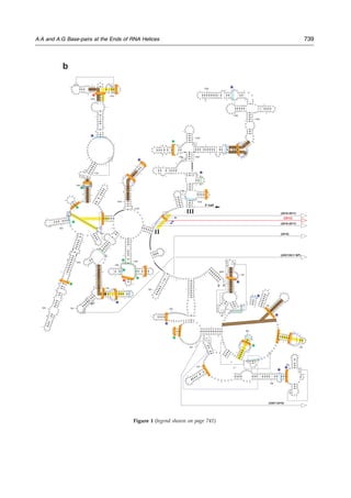 II
III
50
100
150
200
250
300
350
400
450
500
550
600
650
700
750
800
850
900
950
1000
1050
1100
1150
1200
1250
1300
1350
1400
1450
1500
1550
1600
1640
2900
5’ 3’
3’ half
m1
m
5
(2407-2410)
(2010-2011)
(2018)
(2057/2611 BP)
(2016-2017)
(2012)
*
*
*
*
*
*
*
*
*
*
*
*
**
*
*
*
*
*
*
*
*
*
b
G
G
U
U
A
A
G
C
G
A
C
UAAG
C
G
U
A
C
A
C
G
G
U
G
G
A
U
G
C
C C
U
G G C A G U C A G A G
G
C
G
A
U
G
A
A
G
G
AC
G
U
G
C
UA
A
U
C U
G
C
G
A
U
A
A
G C
G
U
C
G
G
U
A
A
G
G
U
G
A
U
A
U
G
A
A
C
C GU
U
A
UAA
C
C
G
G
C
G
A
U
U
U
C
C
G
A A U G
G
G
G
A A
A
C
C
C A
G
U
G
U
G
U
U
U C
G
A
C
A
C
A
C
U
A
U
C
A
U
U
A
A
C
U
G
A A U
C
C
A
U
AG
G
U
U
A
A
U
G
A
G
G
C
G
A
A
C C G G G G
G A A C
U
G A A
A
C
AUC
UAAGU
A
CCCCGA
G
G
A
A
A
A
G
A
A
AU
C
A
AC
C
G
AGAU
U
C
C
C
C C
A
G
U
A
G
C
G
G
CG
A
G
CG
A
A
C
G
G
G
G
A
G
C
A
G
C
C
C
A
G A G C
C
U G A A
U
C A G U G U G U G U G U U A G U G
G
A
A G
C
G
U
C
U
G
G AA
A
G
G
C
G
C
G
C
G A
U
AC
A
G
G
G
U
G
ACA
G
C
C
C
CG
U
A
CAC
AAA
AAUGCACAUGCUG
UGA
GCUCGAUGA
G
U
A
G
G
G
C
G
G
G
A
C
ACG
U
G
G
U AU
C
C
U
G
U
C
U
G
A
A
U
A
U
G
G
G
G
G
G
A
C C A
U
C
C
U
C
C A A
G
G
C
U
A
A
A
U
A
CU
C
CUGACUG
A
CC
G
A
U
A
GUGAACC
A
G
U
A
CCG
U
G
A G G
G
A
A A G
GCGAAAAGAACCCCG
G
C
G
A G G G GA GU GAA A A A GAA CC
U
G
A
A
A
C
C
G
U
G
U
A
C
G
UACAAGCA
G
U
G
G
G
A
G
C
A
C
G
C
UU
A
G
G
C
G
U
G
U
G
A
C
U
G
C
G
U
A C C U UU
U
G
U
AUA
AUGG
GUCAGC
G
A
C
UU
A
U
A
U
U
C
U
G
U
A
G
C
A
A
G G U U
A A
C C G A
A
U
AGG
GG
AGCC
G
A
AG
G
G
AA
A
C
C
G
AGUCUUA
A
C
U G G G C G
U
U
A A G
U
U
G
C
A
G
G
G
U
A
U
AG
A
C
C
CG
A
A
AC
C
C
G
G
U
G
A
U
C
U
A
G
C
C
A
U
G
G
G
C
A
G G U U
G A A
G G U U G G G U
A
A
CACUAACU
G
GA
G
GACC
GAA
C
C
G
AC
U
A
A
U
G
ψU
G
A
A
A
A A
U
U
A
G
C
G
G
A
U
G
A
C
U
U
G
U
G
G
C
U
G
G
G
GGU
GA
A
A
G GC C
A
A
U
C A AA
C
C
G
G
GA
G
A
UA G
C
UG
G
U
U
CUCCCC
G
A
A
A
G
C
U
A
U
U
U
AG
G
U
A
G
CGC
C
U
C
G
U
G
A
A
UU
C
A
U
C
U
C
C
G
G
G
G
G
U
A
G
A
G
C
A
CU
G
U
U
U
C
G
G
C
A
AG
G
G
G
G
U
C
A
UC
C
C
G
A
C
U
U
A C
C
A
A
C
C
C
G
A
U
G
C
A
A
A
C
U
G C
G
A
A
U
A
C
C
G
G
A
G
A A
U
G
U
UA
U
C
A
C
G
G
G
AG
A
C
A
CACGGCGGGψGC
U
A
A C G U C C G U C G U G
A
A
G
A
G
G
G
A
A
A
C A
A
C
C
C
A G A C
C
G
C
C
A
G
C
U
A
A
G
G
UCC
C
A AA G
U C
A
U
G
G
U
U
A
A
G
U
G
G
G
A
A
A C
G
A
U
G
U
G
G
G
A
A
G
G
CCC
A
G
A
C A G
C
C
A
G
G
AUGUUGGC
UUA
G
A
A
G C A
G C C A U C A U U
U
A
A
A G
A
A
A
G C
G U
A
A
UA
GCUC
A
C
U
G
G
U
C
G
A
G
U
C
G
G
C
C
U
G
C
G
C
G G A
A
G
A
U
G
U
A
A
C
G
G
G
G
CUAAA
C
C
A
U
G
C
A
C
C
G
A
A
G
C
U
G
C
G
G C
A
G
C
G
A
C
G
C
U U
A
U
G
C
G
U
U
G
U
U
G
G
G
U
A
G G G G A G
C
G
U
U
C
U
G
U
A
A
G
C
C
U
G
C
G
A A G
G
U
G
U
G
C
U
G U
G
A
G
G
C
A
U
G
C
U
G
G
A
G
G
U
A
U
C
A
G
A
AG
U
G C
G
A
A
U
G C U G A C
A
U
A
A
G
U
A
AC
G
A U A A A
G
C
G
G
G
U
G
A
A A
A
G
C
C
C
G
C
U C
G
C
C
G
G
A
A
G
A
C
C
A
A
G
GGUUCCUGUC
CAA
CGU
U
A
A U C G G G G C A G G
G
U
G
A
GU C
G
A
CCCC
UAA
GGC
G
A
G
GCCG
A
A
A G G C
G
U
A
G U C
G A U
G G
G
A
A A
C
A
G
G
U
U
A
A U
A
U
U
C
C
U
G
U
AC
U U G G U G U U A C U G C
G A
A G G G G G
G
A C
G
G
A
G
A
A
G
G
C
U
A
U
G
U
U
G
GCCGGG
CGA
C
G
G
U
U G U
C C C G G U
U
U
A
AGCGU
GUA
GGCUGGUUUUCC
A
GGCA
A
A
U C C G G A A A A U C
A A
G G C U
G A G
G C G U G
A
U
G
A C
G A G G C A C U
A
C
GGUGCUGAAGC
A
A
C
A
A
A
U
G
C
C
C
U
G
C
U
U
C
C
A
G
GAAA
A
GCCUCUAAGC
A
UC
A
GGUAACAUCAAA
U
C
G
U
A
C
CC
CA
A
A
C C G A
C
A
CAGGUG
G
U
C A
G G U A G
A
G
AAUACC
A
AG
G
C
G C
G
C
U
U
A
A
C
C
U
U
Figure 1 (legend shown on page 741)
A:A and A:G Base-pairs at the Ends of RNA Helices 739
 