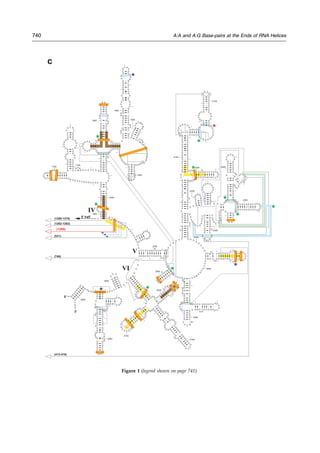 IV
V
VI
5’
3’
1650
1700
1750
1800
1850
1900
1950
2000
2050
2100
2150
2200
2250
2300
2350
2400
2450
2500
2550
2600
2650
2700
2750
2800
2850
2900
5’ half
m
(1269-1270)
(413-416)
(1262-1263)
(746)
(531)
(1268)
*
*
* *
*
*
*
*
*
*
*
*
*
c
G
G
U
U
A
A
G
C
U U
G
A
GA
G
A
A C
U
C
G
G
G
U
G
A
A
G
GAACUAGGCAAAAUGGUGCC
GUA
ACU
U
C
G G G
A G A A
G G C A C
G
C
U
G
A
U
A
U
G
U
A
GG
U
G
A
GG
U
C
C
C
U
C G
C
G
G
A
U
G
G
A
G
C
U
G
A
A
A
U
C
A
G
U C
GA A
G A U A C C A G C
U
G
G
C
U
G
C
A
A
C
UGU
UUA
U
U
A
A A A
A C A
C
A
G
C
A
C
U
G
U
G
C
A
A
A
C
A
C
G
A A
A
G
U
G
G
A
C
GU
AU
A
C
G
G
U
G
U
G
A
C G C C
U
G
C
CC
G G
U
G
C
C
G
GA
A G
G
U
U
A
A
U
U
G
A
U
G
G
G
G
U
U
A
G
C
G
C A
A
G
C
G
A
A
G
C
U
C
U
U
G
A
U
C
G
A
A
G
C
C
C
C
G
G
U A
AA
C
G
G
C G
G
C
C
G
ψ
A
A
C ψ
A
ψ
A
A
C
G
G
U
C C
U A
A
G
G
U
A
G
C
G
A
A
A
U
U
CCUUG
U
C
G
G
G
U
AAG
U
U
C
C
G
A
CCU
G
C
A
C
G
A
A
U
GGCG
U
A
AU
GA
U
G
G
C
C
A
G
G
C
U
G
U
C
U
C
C
A
C
C
C
G
A
G
A
C
U
C
A GU G A A A
U
U
G
A
A
C
U
C GC U G
UG A
A
G
A
UGCAGUG
U
A
C C C G C G G C
A
A G A C G G
A
A
A
G
A C
C
C
C
GU
G
A
A
C
C
U
U
U
A
C
U
A
U
A
G
C
U
U
G
A
C
A
C
U
G
A
A
C
A
U
U
G
A
G
C
C
U
U
G
A
U
G
U
G
U
A
G
G A U
A
G G U G G
G
A G
G
CU
U
U
G
A
A G
U
G
U
G
G
A
C
G
C C
A
G
U
C
U
G
C
A
U
G
G
A
G
C
C
G
A
C
C
U
U
GAAAU
A
CCACCC
U
U
U
A
A
U
G
U
U
U
G
A
U
G
U
U
C
U A A C G U
U
G A C C C G U A
A
UCCGGGUUGCG
G
ACAGU
G
U
C
U
G
G
U
G
G
G
U
A
G
U
U U G
A
C
U
G
GG G
C
G
G
U
C U
C
C
U
C
C
U
A
A
A
G A G
U
A
A
C
G
G
A
G
G
A G C A C
G
A
A
G
G
U
U
G
G
C
U
A
A
U
C
C
U
G
G
U
C
G G A
C
A
U
C
A
G
G
A G
G
U
U
A G
U
GC A
A
U
G
G
C
A
UA
AG
C
C
A
G
C
U
U
G
A
C U G C G A G C G U G
A
C
GGCGCGAGCAG
G
U
G
C
G
AA
A
G
C
A
G
GU
C
A
U
A
GU
G
A
U
CC
G
G
U
G
G
U U
C
U
G
A
A
UG
G
A
A
G
G
G
C
C
A
U
C
GC
U
C
A
ACG
G
A
U
A
AA
A
G
G
U A
CU
C
C
G
G
G
G A D
A
A
C
A
G
G C ψ
G
A U A C C G C C
C A A
G A
G U
U
C
A
UA
UC
GAC
GGCGGUG
UU
UGGC
A
C
C
U
C
G
A
ψGUC
G
G
C
U
C
A
U
C
A
C
A U C C U G G G G C U G A
A
G
UAGGUCCC
AA
GGGU
A
U
G
G
C
U
GUU
C
G
C
C
A
UU
U
A
A
A G
U
G
G
UA
C
GC
GA
G
C
ψ
G
GGUUU
A
G
A
A
C
G
U
C
GU
G
A
G
A
C
A G
U
ψ
C
G
G
U
C
CC
UA
UCUGCCGUGGG
C
G
C
U
G
G
A
G
A
A
C
U G
A
G
G
G
G
GG
C
U
G
C
U
C
C
U
A G
U
A C
G A
G
A
G
GA
C
CG
G
A
G
U
G
G
A
C
G
C
A
UC A
C
U
G
GU G
U
U
C
G
G
G
U
U
G
U
C
A
U
G
C
CA
A
U
G
G
C
AC
U
G
C
C
C
GGU
A
G
C
U
AA
A
U
G
C
G
G
AAG
A
G
A
U
AAG
U
G
C
U
G
A
AAG
C
A
U
C
U A A
G
C
A
C
G
A
A A C
U
U
G
C
C
C
C
GAG
A
U
G
A
G
U
U
C
U
C
C
C
U
G
A
C
C
C
U
UU
A
A
G
G
G
U
C
CUGAAG
G
A
A C G U U G
A A
G
A
C
GA
CGACG
U
U
GAU
A
G
G
C
C
G
G
G
U
G
U
G
U A
AG
C
G
C
A
G
CG
A
U
G
C
G
U
U
G
A
G
C
U
A
A
C
C
G
G
U
A C
U
A
A
U
G
A
A
C
CGUGA
G
G
C
U
U
A
A
C
C
U
U
Figure 1 (legend shown on page 741)
740 A:A and A:G Base-pairs at the Ends of RNA Helices
 