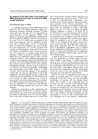 An analysis of the helix ends in the crystal and
NMR structures and in the 16 S and 23 S rRNA
crystal structures
AA.AG@helix.ends in rRNAs
An analysis of approximately 6000 Bacterial 16 S
and over 300 23 S rRNA sequences aligned for
maximum structure similarity revealed 115 helix
ends with AA, AG, and AA/AG oppositions in
more than 90 % of the sequences (Table 1 and
Figure 1). These are proportionately distributed in
the 16 S and 23 S rRNAs, with 42 occurrences in
16 S and 73 in 23 S rRNA, and are present in the
three loop categories, with 24 candidates in hair-
pins, 44 in internal loops, and 47 in multi-stem
loops. Invariant and exchange cases occur at nearly
the same frequencies. 75 % of the invariant sites
contain an AG opposition, while only 25 % have an
AA (Table 1). In addition, there is a bias for invar-
iant A:G base-pairs in hairpin loops (with the
majority of these occurring in tetraloops11
), and a
slight bias for multi-stem loops to have AA/AG
exchanges (Table 1). The nucleotide frequencies for
a larger set of sequences (approximately 8500 16 S
and over 1000 23 S rRNA sequences) that includes
the nuclear encoded rRNAs in the three primary
phylogenetic groups, Archaea, Bacteria and Eucar-
ya, and the two Eucarya organelles, chloroplasts
and mitochondria (see Online Table 4 at CRW
AA.AG), reveal that the majority of the positions
contain the AA and AG oppositions in all of the
alignments and phylogenetic groups, while some
of the AA and AG oppositions in the Bacteria con-
tain AU/GC or other nucleotide sets in one or
more of the non-bacterial alignments. For example,
23 S rRNA positions 637:651 and 713:718 both con-
tain AG oppositions in nearly all of the Bacteria,
and both exchange between G:C and C:G in the
Archaea.
During the preparation of this manuscript, the
crystal structures for the 30 S32,33
and 50 S31
riboso-
mal subunits were solved. We have analyzed these
structures to determine if the AA and AG opposi-
tions at the ends of helices that occur in more than
90 % of the known Bacterial rRNA sequences are
base-paired in the crystal structures. A total of 99
of the 115 Bacterial-centric oppositions were
resolved in the crystal structures and had homolo-
gous positions in the Thermus thermophilus 16 S
and Haloarcula marismortui 23 S rRNA crystal struc-
tures; these are tabulated in Table 1 and high-
lighted on the 16 S and 23 S rRNA secondary
structure diagrams in Figure 1. Of these 99, 76
(77 %) form an A:A or A:G base-pair (78 % (32/41)
in 16 S and 76 % (44/58) in 23 S rRNA). Invariant
AG oppositions (41 examples) at the ends of helices
occur more frequently than invariant AA opposi-
tions (12 examples) in the 16 S and 23 S rRNAs
(Table 1); our analysis of the rRNA crystal struc-
tures reveals that the AG oppositions form base-
pairs more frequently than the AA oppositions.
The 99 homologous oppositions have a slightly
biased distribution in the three unpaired loop cat-
egories. A total of 40 % (40/99) occur in multi-stem
loops, 38 % (38/99) in internal loops, and 21 % (21/
99) in hairpin loops.
A total of 20 of the 21 (95 %) homologous AA
and AG candidates in hairpin loops are base-
paired (Table 1 and Figure 1). GNRA tetraloops
occur at 62 % (13/21) of these hairpin loops, and
all of these have base-pairing between the ®rst and
last nucleotide of this hairpin loop. As well, six of
the seven (86 %) homologous hairpin loops with
more than four nucleotides also have base-pairing
at the two ends of the loop. Finally, all of these
base-pairs are in the sheared conformation.
For the AA and AG oppositions at the ends of
helices in internal loops, 87 % (33/38) are base-
paired (83 % and 90 % of the 16 S and 23 S rRNA
candidates). In contrast with the hairpin loops,
where 76 % (16/21) of the candidates have an
invariant AG, 47 % (18/38) of the internal loops
have an AA/AG exchange, while only 34 % (13/
38) have an invariant AG. All of the invariant AG
oppositions are base-paired, and all except one of
these (92 %) form a sheared conformation. All but
one of the 18 (94 %) AA/AG exchanges are also
base-paired. 15 of the 17 (88 %) base-paired AA/
AG exchanges are in the sheared conformation,
Figure 1. E. coli 16 S and 23 S rRNA comparative secondary structure models (based upon the sequences in Gen-
Bank Accession no. J01695) showing the AA and AG oppositions at the ends of helices that occur in more than 90 %
of the bacterial sequences. These opposed nucleotides are shown in red. Highlights indicate additional information
from crystal structures: orange, opposition is base-paired in the crystal structure; green, candidate is not base-paired
in the crystal structure; blue, candidate is not homologous, was not determined or is a Watson-Crick base-pair in the
crystal structure (e. g. this region is deleted, or is not an AA or AG opposition in the sequence of the organism that
was crystallized). Candidates with AA/AG exchanges are marked with asterisks: red, signi®cant exchanges in all
alignments with minimal exceptions; green, signi®cant exchanges in at least one alignment with minimal exceptions
but with more exceptions in at least one other alignment; blue, exchanges in at least one alignment (excluding mito-
chondria). Nucleotides which are base-paired in the crystal structures but not in the comparative structure models
which affect potential coaxial stacking and AA/AG oppositions that are not base-paired are colored blue and con-
nected with blue lines and boxes to indicate the base-pairing. Highlights within helices indicate potential coaxial
stacking: brown, not present in crystal structure; yellow, present in crystal structure. Base-pairs predicted with covar-
iation analysis are denoted with - for canonical A:U and G:C base-pairs, small closed circles for G:U base-pairs, large
open circles for G:A base-pairs, and large closed circles for non-canonical base-pairs. (a) 16 S rRNA (crystal structure:
T. thermophilus33
). (b) 23 S rRNA, 5H
half (crystal structure: H. marismortui31
). (c) 23 S rRNA, 3H
half (crystal structure:
H. marismortui31
).
A:A and A:G Base-pairs at the Ends of RNA Helices 741
 