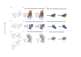 a cb
f
Front view of sheared A:G base-pairs
Front view of imino A:G base-pairs
Front view of A:A base-pairs
Side view of sheared A:G base-pairs
Side view of imino A:G base-pairs
Side view of A:A base-pairsg h i
d e
Figure2(legendshownopposite)
 
