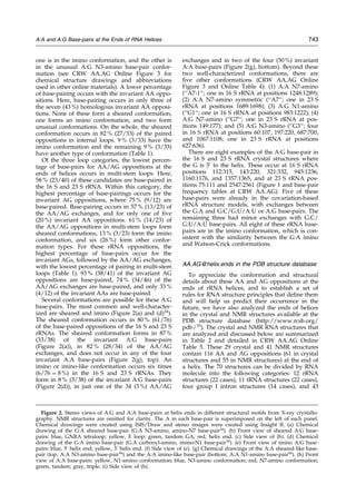 one is in the imino conformation, and the other is
in the unusual A:G N3-amino base-pair confor-
mation (see CRW AA.AG Online Figure 3 for
chemical structure drawings and abbreviations
used in other online materials). A lower percentage
of base-pairing occurs with the invariant AA oppo-
sitions. Here, base-pairing occurs in only three of
the seven (43 %) homologous invariant AA opposi-
tions. None of these form a sheared conformation,
one forms an imino conformation, and two form
unusual conformations. On the whole, the sheared
conformation occurs in 82 % (27/33) of the paired
oppositions in internal loops. 9 % (3/33) have the
imino conformation and the remaining 9 % (3/33)
have another type of conformation (Table 1).
Of the three loop categories, the lowest percen-
tage of base-pairs for AA/AG oppositions at the
ends of helices occurs in multi-stem loops. Here,
58 % (23/40) of these candidates are base-paired in
the 16 S and 23 S rRNA. Within this category, the
highest percentage of base-pairings occurs for the
invariant AG oppositions, where 75 % (9/12) are
base-paired. Base-pairing occurs in 57 % (13/23) of
the AA/AG exchanges, and for only one of ®ve
(20 %) invariant AA oppositions. 61 % (14/23) of
the AA/AG oppositions in multi-stem loops form
sheared conformations, 13 % (3/23) form the imino
conformation, and six (26 %) form other confor-
mation types. For these rRNA oppositions, the
highest percentage of base-pairs occur for the
invariant AGs, followed by the AA/AG exchanges,
with the lowest percentage of pairing in multi-stem
loops (Table 1). 93 % (38/41) of the invariant AG
oppositions are base-paired, 74 % (34/46) of the
AA/AG exchanges are base-paired, and only 33 %
(4/12) of the invariant AAs are base-paired.
Several conformations are possible for these A:G
base-pairs. The most common and well-character-
ized are sheared and imino (Figure 2(a) and (d)34
).
The sheared conformation occurs in 80 % (61/76)
of the base-paired oppositions of the 16 S and 23 S
rRNAs. The sheared conformation forms in 87 %
(33/38) of the invariant A:G base-pairs
(Figure 2(a)), in 82 % (28/34) of the AA/AG
exchanges, and does not occur in any of the four
invariant A:A base-pairs (Figure 2(g), top). An
imino or imino-like conformation occurs six times
(6/76 ˆ 8 %) in the 16 S and 23 S rRNAs. They
form in 8 % (3/38) of the invariant A:G base-pairs
(Figure 2(d)), in just one of the 34 (3 %) AA/AG
exchanges and in two of the four (50 %) invariant
A:A base-pairs (Figure 2(g), bottom). Beyond these
two well-characterized conformations, there are
®ve other conformations (CRW AA.AG Online
Figure 3 and Online Table 4): (1) A:A N7-amino
(``A7-1``; one in 16 S rRNA at positions 1248:1289);
(2) A:A N7-amino symmetric (``A7``; one in 23 S
rRNA at positions 1689:1698); (3) A:G N1-amino
(``G1``; one in 16 S rRNA at positions 983:1222); (4)
A:G N7-amino (``G7``; one in 23 S rRNA at pos-
itions 149:177); and (5) A:G N3-amino (``G3``; four
in 16 S rRNA at positions 60:107, 197:220, 687:700,
and 1067:1108; one in 23 S rRNA at positions
627:636).
There are eight examples of the A:G base-pair in
the 16 S and 23 S rRNA crystal structures where
the G is 5H
to the helix. These occur at 16 S rRNA
positions 112:315, 143:220, 321:332, 945:1236,
1160:1176, and 1357:1365, and at 23 S rRNA pos-
itions 75:111 and 2547:2561 (Figure 1 and base-pair
frequency tables at CRW AA.AG). Five of these
base-pairs were already in the covariation-based
rRNA structure models, with exchanges between
the G:A and G:C/G:U/A:U or A:G base-pairs. The
remaining three had minor exchanges with G:C/
G:U/A:U base-pairs. All eight of these rRNA base-
pairs are in the imino conformation, which is con-
sistent with the similarity between the G:A imino
and Watson-Crick conformations.
AA.AG@helix.ends in the PDB structure database
To appreciate the conformation and structural
details about these AA and AG oppositions at the
ends of rRNA helices, and to establish a set of
rules for RNA structure principles that de®ne them
and will help us predict their occurrence in the
future, we have also analyzed the ends of helices
in the crystal and NMR structures available at the
PDB structure database (http://www.rcsb.org/
pdb/35
). The crystal and NMR RNA structures that
are analyzed and discussed below are summarized
in Table 2 and detailed in CRW AA.AG Online
Table 5. These 29 crystal and 41 NMR structures
contain 116 AA and AG oppositions (61 in crystal
structures and 55 in NMR structures) at the end of
a helix. The 70 structures can be divided by RNA
molecule into the following categories: 12 rRNA
structures (22 cases), 11 tRNA structures (22 cases),
four group I intron structures (14 cases), and 43
Figure 2. Stereo views of A:G and A:A base-pairs at helix ends in different structural motifs from X-ray crystallo-
graphy. NMR structures are omitted for clarity. The A in each base-pair is superimposed on the left of each panel.
Chemical drawings were created using ISIS/Draw and stereo images were created using Insight II. (a) Chemical
drawing of the G:A sheared base-pair (G:A N3-amino, amino-N7 base-pair34
). (b) Front view of sheared A:G base-
pairs: blue, GNRA tetraloop; yellow, E loop; green, tandem GA; red, helix end. (c) Side view of (b). (d) Chemical
drawing of the G:A imino base-pair (G:A carbonyl-amino, imino-N1 base-pair34
). (e) Front view of imino A:G base-
pairs: blue, 5H
helix end; yellow, 3H
helix end. (f) Side view of (e). (g) Chemical drawings of the A:A sheared-like base-
pair (top; A:A N3-amino base-pair44
) and the A:A imino-like base-pair (bottom; A:A N1-amino base-pair44
). (h) Front
view of A:A base-pairs: yellow, N1-amino conformation; blue, N3-amino conformation; red, N7-amino conformation;
green, tandem; gray, triple. (i) Side view of (h).
A:A and A:G Base-pairs at the Ends of RNA Helices 743
 