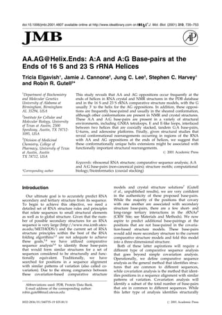 AA.AG@Helix.Ends: A:A and A:G Base-pairs at the
Ends of 16 S and 23 S rRNA Helices
Tricia Elgavish1
, Jamie J. Cannone2
, Jung C. Lee3
, Stephen C. Harvey1
and Robin R. Gutell2
*
1
Department of Biochemistry
and Molecular Genetics
University of Alabama at
Birmingham, Birmingham
AL 35294, USA
2
Institute for Cellular and
Molecular Biology, University
of Texas at Austin, 2500
Speedway, Austin, TX 78712-
1095, USA
3
Division of Medicinal
Chemistry, College of
Pharmacy, University of Texas
at Austin, Austin
TX 78712, USA
This study reveals that AA and AG oppositions occur frequently at the
ends of helices in RNA crystal and NMR structures in the PDB database
and in the 16 S and 23 S rRNA comparative structure models, with the G
usually 3H
to the helix for the AG oppositions. In addition, these opposi-
tions are frequently base-paired and usually in the sheared conformation,
although other conformations are present in NMR and crystal structures.
These A:A and A:G base-pairs are present in a variety of structural
environments, including GNRA tetraloops, E and E-like loops, interfaced
between two helices that are coaxially stacked, tandem G:A base-pairs,
U-turns, and adenosine platforms. Finally, given structural studies that
reveal conformational rearrangements occurring in regions of the RNA
with AA and AG oppositions at the ends of helices, we suggest that
these conformationally unique helix extensions might be associated with
functionally important structural rearrangements.
# 2001 Academic Press
Keywords: ribosomal RNA structure; comparative sequence analysis; A:A
and A:G base-pairs (non-canonical pairs); structure motifs; computational
biology/bioinformatics (coaxial stacking)*Corresponding author
Introduction
Our ultimate goal is to accurately predict RNA
secondary and tertiary structure from its sequence.
To begin to achieve this objective, we need a
detailed set of RNA structure rules and principles
that relate sequences to small structural elements
as well as to global structure. Given that the num-
ber of possible secondary structures for an RNA
sequence is very large (http://www.rna.icmb.utex-
as.edu/METHODS/) and the current set of RNA
structure principles within the best of the RNA
folding algorithms1,2
are not adequate to achieve
these goals,3,4
we have utilized comparative
sequence analysis5,6
to identify those base-pairs
that would form similar structures for a set of
sequences considered to be structurally and func-
tionally equivalent. Traditionally, we have
searched for positions in a sequence alignment
with similar patterns of variation (also called co-
variation). Due to the strong congruence between
these covariation-based comparative structure
models and crystal structure solutions7
(Gutell
et al., unpublished results), we are very con®dent
in the authenticity of these proposed base-pairs.
While the majority of the positions that covary
with one another are associated with secondary
structure base-pairs, there are a few short- and
long-range tertiary interactions in the rRNAs8
(CRW Site; see Materials and Methods). We now
aspire to predict additional base-pairings at the
positions that are not base-paired in the covaria-
tion-based structure models. These base-pairs
would add more secondary structure to the current
comparative structure models and fold this model
into a three-dimensional structure.
Both of these latter aspirations will require a
different type of comparative sequence analysis
that goes beyond simple covariation analysis.
Operationally, we de®ne comparative sequence
analysis as the general method that identi®es struc-
tures that are common to different sequences,
while covariation analysis is the method that ident-
i®es positions in a sequence alignment with similar
patterns of variation. Covariation analysis will
identify a subset of the total number of base-pairs
that are in common to different sequences. While
this latter type of analysis identi®es structurally
E-mail address of the corresponding author:
robin.gutell@mail.utexas.edu
Abbreviations used: PDB, Protein Data Bank.
doi:10.1006/jmbi.2001.4807 available online at http://www.idealibrary.com on J. Mol. Biol. (2001) 310, 735±753
0022-2836/01/040735±19 $35.00/0 # 2001 Academic Press
 