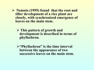 <ul><li>Nemoto (1995) found  that the root and tiller development of a rice plant are closely, with synchronized emergence...