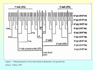 Figure 1.  Tillering dynamics of rice shoot based on Katayama`s rice growth rule. Source:  Vallois,   1997. 