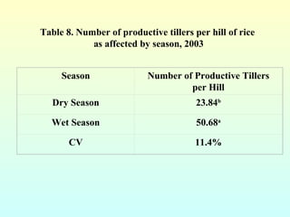 Table 8. Number of productive tillers per hill of rice  as affected by season, 2003 Season Number of Productive Tillers pe...