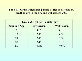 Table 11. Grain weight per panicle of rice as affected by  seedling age in the dry and wet seasons 2003 Grain Weight per P...