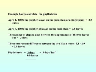 <ul><li>Example how to calculate  the phyllochron  </li></ul><ul><li>April 1, 2003: the number leaves on the main stem of ...