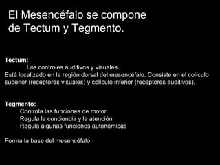 El Mesencéfalo se compone
de Tectum y Tegmento.
Tectum:
Los controles auditivos y visuales.
Está localizado en la región dorsal del mesencéfalo. Consiste en el colículo
superior (receptores visuales) y colículo inferior (receptores auditivos).
Tegmento:
Controla las funciones de motor
Regula la conciencia y la atención
Regula algunas funciones autonómicas
Forma la base del mesencéfalo.
 