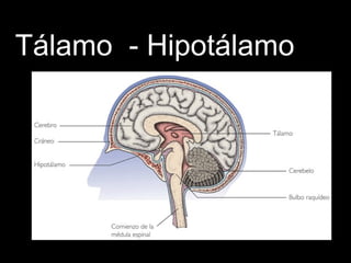 Tálamo - Hipotálamo
 