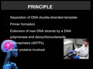 o Separation of DNA double-stranded template
o Primer formation
o Extension of new DNA strands by a DNA
polymerase and deoxyribonucleoside
triphosphates (dNTPs)
o Other proteins involved
PRINCIPLE
 