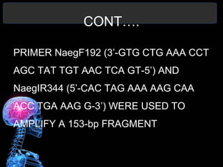 CONT….
PRIMER NaegF192 (3’-GTG CTG AAA CCT
AGC TAT TGT AAC TCA GT-5’) AND
NaegIR344 (5’-CAC TAG AAA AAG CAA
ACC TGA AAG G-3’) WERE USED TO
AMPLIFY A 153-bp FRAGMENT
 