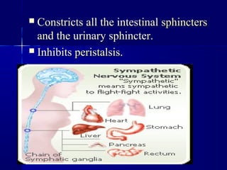  Constricts all the intestinalConstricts all the intestinal sphincterssphincters
and the urinary sphincter.and the urinary sphincter.
 InhibitsInhibits peristalsisperistalsis..
 