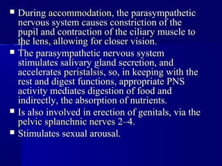  DuringDuring accommodationaccommodation, the parasympathetic, the parasympathetic
nervous system causes constriction of thenervous system causes constriction of the
pupil and contraction of the ciliary muscle topupil and contraction of the ciliary muscle to
the lens, allowing for closer vision.the lens, allowing for closer vision.
 The parasympathetic nervous systemThe parasympathetic nervous system
stimulates salivary gland secretion, andstimulates salivary gland secretion, and
acceleratesaccelerates peristalsisperistalsis, so, in keeping with the, so, in keeping with the
rest and digest functions, appropriate PNSrest and digest functions, appropriate PNS
activity mediates digestion of food andactivity mediates digestion of food and
indirectly, the absorption of nutrients.indirectly, the absorption of nutrients.
 Is also involved in erection of genitals, via theIs also involved in erection of genitals, via the
pelvic splanchnic nervespelvic splanchnic nerves 2–4.2–4.
 Stimulates sexual arousal.Stimulates sexual arousal.
 