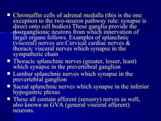  Chromaffin cellsChromaffin cells ofof adrenal medullaadrenal medulla (this is the one(this is the one
exception to the two-neuron pathway rule: synapse isexception to the two-neuron pathway rule: synapse is
direct onto cell bodies) These ganglia provide thedirect onto cell bodies) These ganglia provide the
postganglionic neurons from which innervation ofpostganglionic neurons from which innervation of
target organs follows. Examples of splanchnictarget organs follows. Examples of splanchnic
(visceral) nerves are:Cervical cardiac nerves &(visceral) nerves are:Cervical cardiac nerves &
thoracic visceral nerves which synapse in thethoracic visceral nerves which synapse in the
sympathetic chainsympathetic chain
 Thoracic splanchnic nerves (greater, lesser, least)Thoracic splanchnic nerves (greater, lesser, least)
which synapse in the prevertebral ganglionwhich synapse in the prevertebral ganglion
 Lumbar splanchnic nerves which synapse in theLumbar splanchnic nerves which synapse in the
prevertebral ganglionprevertebral ganglion
 Sacral splanchnic nerves which synapse in the inferiorSacral splanchnic nerves which synapse in the inferior
hypogastric plexushypogastric plexus
 These all contain afferent (sensory) nerves as well,These all contain afferent (sensory) nerves as well,
also known as GVA (general visceral afferent)also known as GVA (general visceral afferent)
neurons.neurons.
 