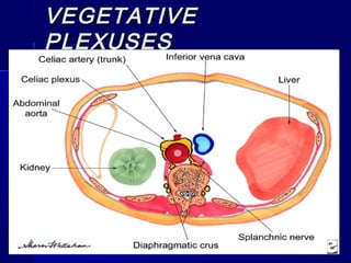 VEGETATIVEVEGETATIVE
PLEXUSESPLEXUSES
 