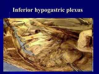 Inferior hypogastric plexusInferior hypogastric plexus
 